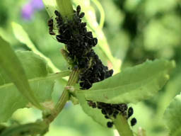 black aphids